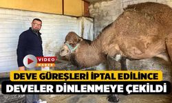 Deve Güreşleri İptal Edilince Develer Dinlenmeye Çekildi