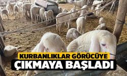 Kurbanlıklar Görücüye Çıkmaya Başladı