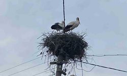 2 Aşık Leylek Geleneği Bozmadı