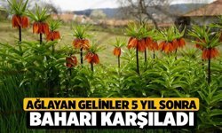 Ağlayan gelinler 5 yıl sonra baharı karşıladı