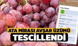 Ata Mirası Avşar Üzümü Tescillendi