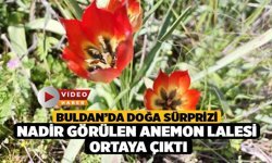 Buldan’da doğa sürprizi: Nadir görülen anemon lalesi ortaya çıktı