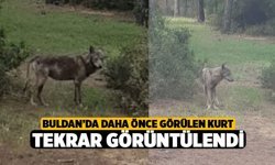 Buldan’da Kurt Tekrar Görüldü
