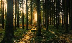 Denizli’de Orman Yangınlarına Karşı Yeni Tedbirler ve Giriş Yasakları