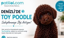 Denizli’de Toy Poodle Sahiplenmeye İlgi Artıyor