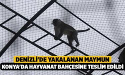 Denizli'de yakalanan maymun Konya'da hayvanat bahçesine teslim edildi