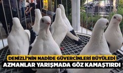 Denizli’nin nadide güvercinleri büyüledi: Azmanlar yarışmada göz kamaştırdı