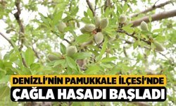 Denizli'nin Pamukkale İlçesi'nde Çağla Hasadı Başladı