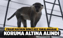Firari maymun ikinci kez yakalanarak koruma altına alındı