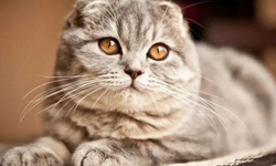 Scottish Fold Kedi Irkı: Özellikleri, Bakımı ve Sahiplenme Rehberi (2026)