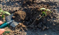 Organomineral Gübre Nedir, Nasıl Kullanılır ve Avantajları