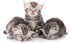 Yavru Kedi Sahiplenme: Bilmeniz Gereken Her Şey