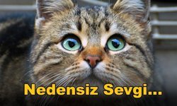 Yavru Kedi Sahiplenmeden Önce Dikkat Edilmesi Gerekenler