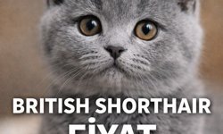 British Shorthair Fiyat 2026: Güncel Liste, Yavru Kedi Fiyatları ve Detaylı Rehber