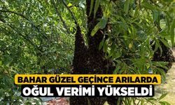 Bahar güzel geçince arılarda oğul verimi yükseldi