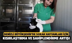 Denizli Büyükşehir’de Sokak Hayvanları İçin Kısırlaştırma ve Sahiplendirme Artışı
