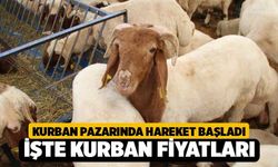 Denizli Kurban Pazarı’nda Bayram Hareketliliği Başladı! İşte 2026 Kurbanlık Fiyatları