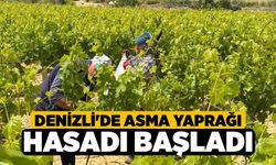 Denizli'de Asma Yaprağı Hasadı Başladı