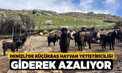Denizli'de Küçükbaş Hayvan Yetiştiriciliği Giderek Azalıyor