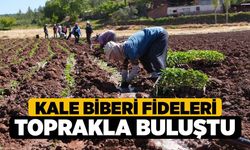 Kale Biberi Fideleri Toprakla Buluştu