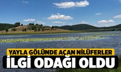 Buldan Yayla Gölü'ne Açan Nilüferler İlgi Odağı Oldu