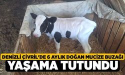 Denizli Çivril'de 6 Aylık Doğan Mucize Buzağı Yaşama Tutundu