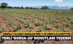 Denizli Ticaret Borsası'nın %75 Hibeyle Dağıttığı Yerli 'Borsa-20' Nohutları Yeşerdi