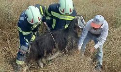 Denizli'de kuyuya düşen keçileri itfaiye kurtardı