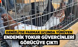 Denizli'de Parmak Ucunda Yürüyen Endemik Tokur Güvercinleri Görücüye Çıktı
