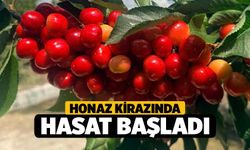 Honaz Kirazında Hasat Başladı