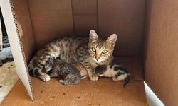 İşyerinde doğan kedi yavrularına esnaf sahip çıktı