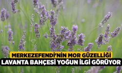 Merkezefendi'nin Mor Güzelliği Lavanta Bahçesi Yoğun İlgi Görüyor