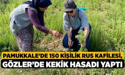 Pamukkale'de 150 Kişilik Rus Kafilesi, Gözler’de Kekik Hasadı Yaptı