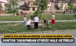 Parkta dolaştırılan köpeğe saldıran başıboş köpek, doktor tarafından etkisiz hale getirildi