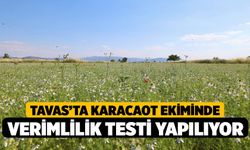 Tavas’ta Karacaot Ekiminde Verimlilik Testi Yapılıyor