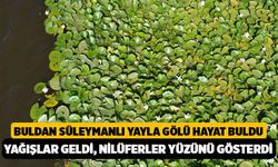 Buldan Süleymanlı Yayla Gölü Hayat Buldu: Yağışlar Geldi, Nilüferler Yüzünü Gösterdi!