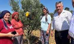 Buldan’da zeytin sineğine karşı fenomen tuzak dağıtıldı