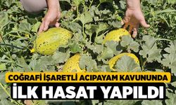 Coğrafi işaretli Acıpayam kavununda ilk hasat yapıldı