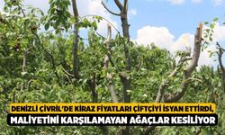 Denizli Çivril'de Kiraz Fiyatları Çiftçiyi İsyan Ettirdi, Maliyetini Karşılamayan Ağaçlar Kesiliyor