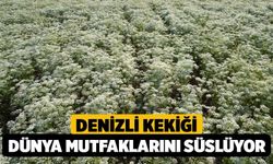 Denizli Kekiği Dünya Mutfaklarını Süslüyor