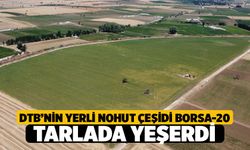 Denizli Ticaret Borsası’nın Yerli Nohut Çeşidi "Borsa-20" Tarlada Yeşerdi! İbrahim Tefenlili’den Müjde