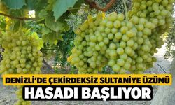 Denizli'de Çekirdeksiz Sultaniye Üzümü Hasadı Başlıyor