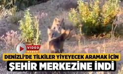 Denizli'de Tilkiler Yiyeyecek Aramak İçin Şehir Merkezine İndi