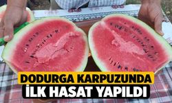 Dodurga karpuzunda ilk hasat yapıldı