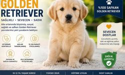 Golden Retriever Sahiplenme Rehberi 2026