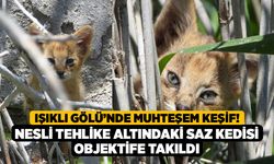 Işıklı Gölü’nde Muhteşem Keşif! Nesli Tehlike Altındaki Saz Kedisi Objektife Takıldı