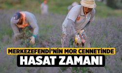 Merkezefendi’nin Mor Cennetinde Hasat Zamanı