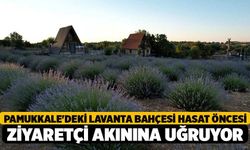 Pamukkale'deki Lavanta Bahçesi Hasat Öncesi Ziyaretçi Akınına Uğruyor