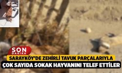 Sarayköy’de Zehirli Tavuk Parçalarıyla Çok Sayıda Sokak Hayvanını Telef Ettiler
