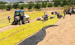 Buldanlı Üzüm Üreticisinin Çilesi Cumhurbaşkanlığı’na Taşındı